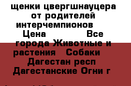 щенки цвергшнауцера от родителей интерчемпионов,   › Цена ­ 35 000 - Все города Животные и растения » Собаки   . Дагестан респ.,Дагестанские Огни г.